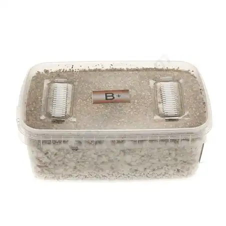 B+ mushroom cultivation kit