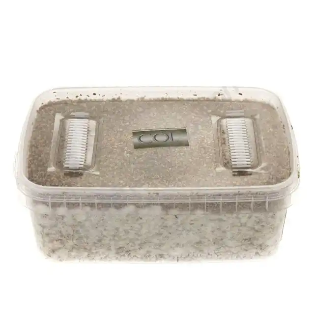 Kit de cultivo de setas Colombianas