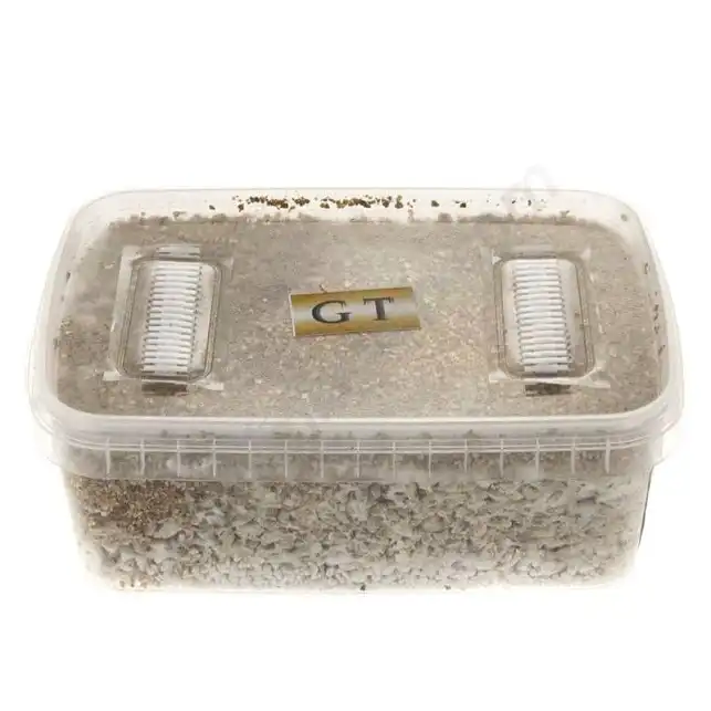 Golden Teacher mushroom growing kit