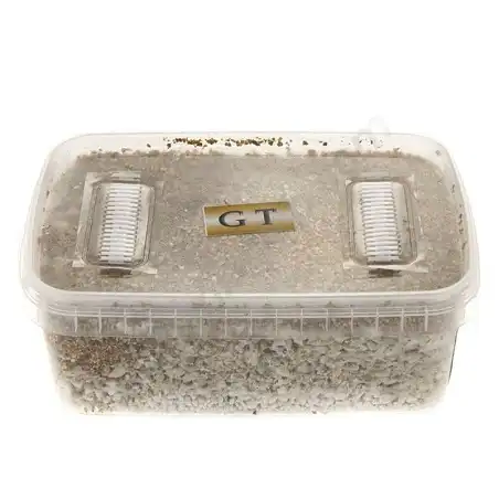 Golden Teacher mushroom growing kit