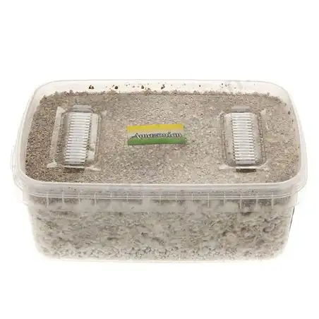Amazonian mushroom growing kit