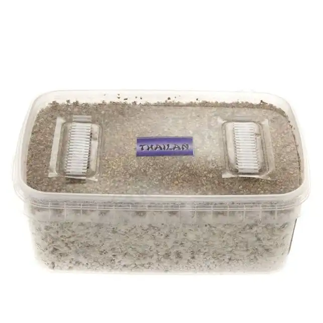 Thai mushroom growing kit