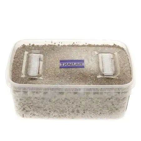 Thai mushroom growing kit