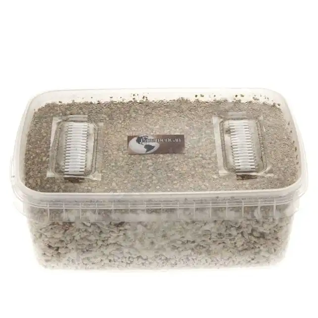 Pan American mushroom growing kit