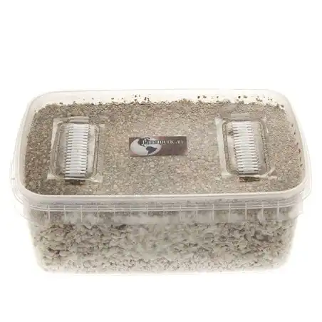 Kit de cultivo de setas panamericanas