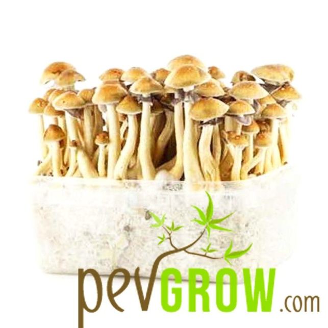 Thai mushroom growing kit