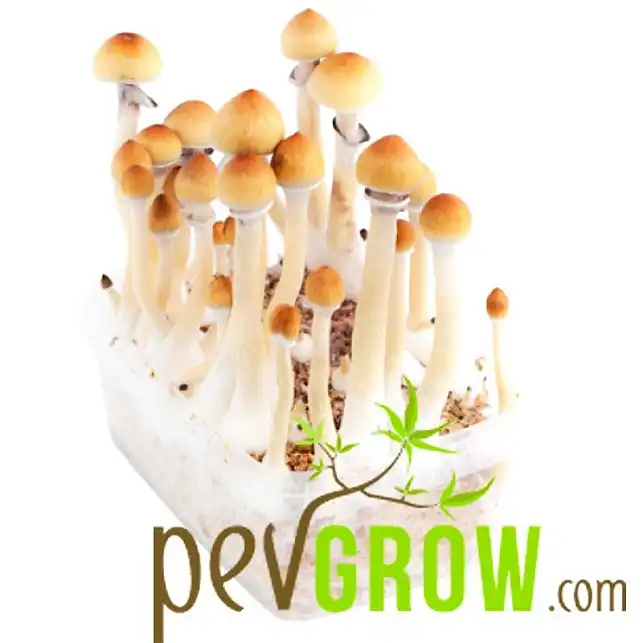 Amazonian mushroom growing kit