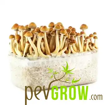 Pan American mushroom growing kit