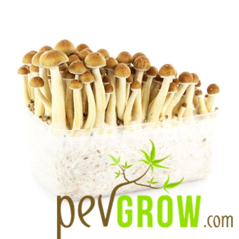 Golden Teacher mushroom growing kit