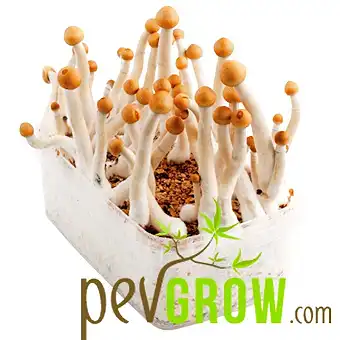 Mexican mushroom growing kit
