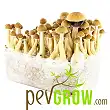 Colombian mushroom cultivation kit Colombian mushroom cultivation kit