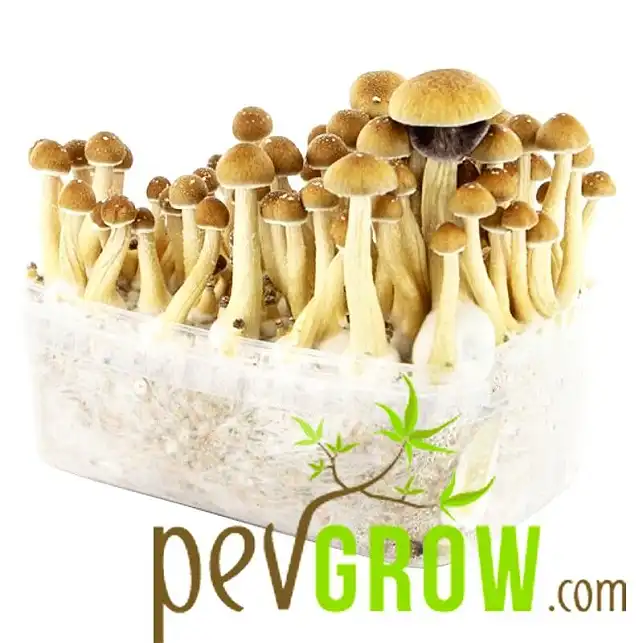 Kit de cultivo de setas Colombianas Kit de cultivo de setas Colombianas