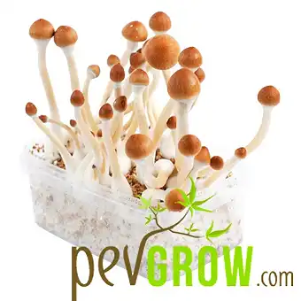 B+ mushroom cultivation kit
