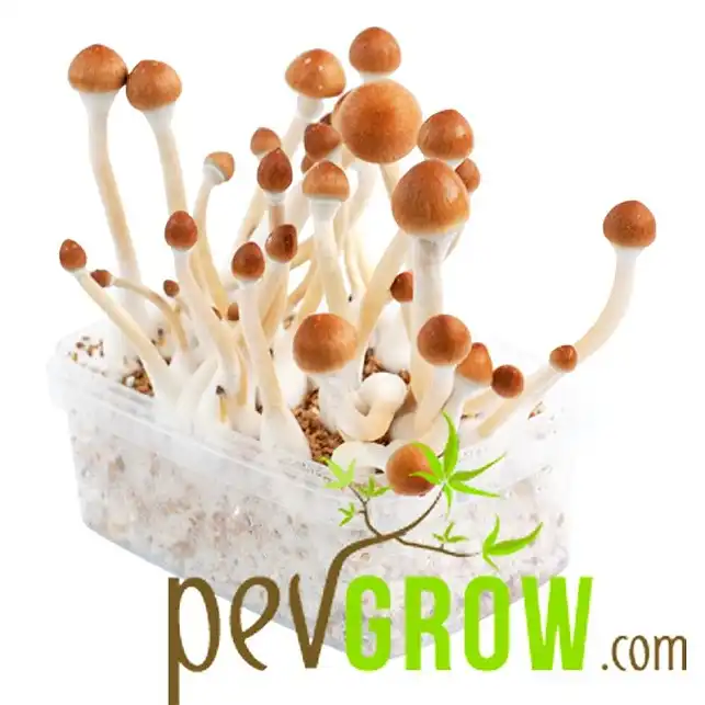 Kit de culture de champignons B+
