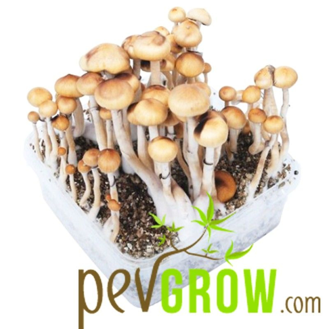 Mushroom cultivation - Bread or mushroom kits to grow your own hallucinogenic mushrooms at home easily and quickly.