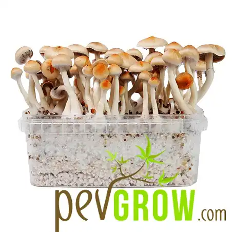 Ecuadorian mushroom kit