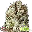 Extreme Impact Auto - Heavyweight Seeds Extreme Impact Auto - Heavyweight Seeds