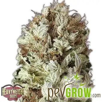 Extreme Impact Auto - Heavyweight Seeds