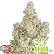 Total Paralysis - Heavyweight Seeds Total Paralysis - Heavyweight Seeds