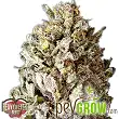 Diesel Drift - Heavyweight Seeds Diesel Drift - Heavyweight Seeds