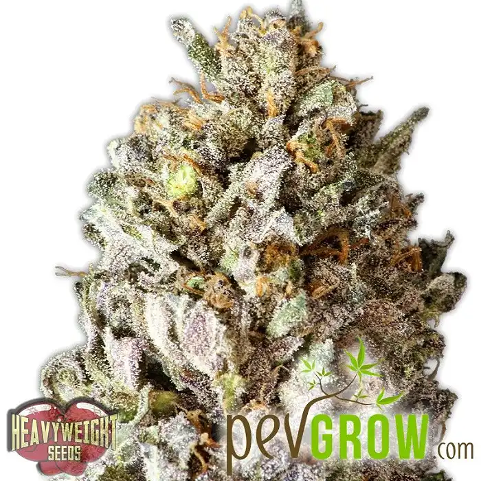 Diesel Drift - Heavyweight Seeds