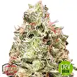 Waist Deep Auto - Heavyweight Seeds
