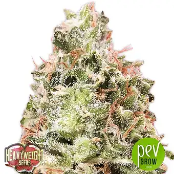 Waist Deep Auto - Heavyweight Seeds