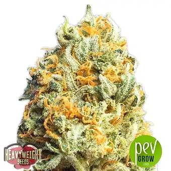 Fully Loaded Auto - Heavyweight Seeds