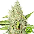 Northern Lights Auto - Seed Stockers