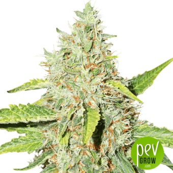 Northern Lights Auto Seed Stockers