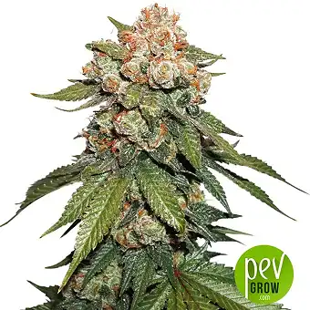 Maple Sherbet x Pre 89 Skunk - Seed Stockers