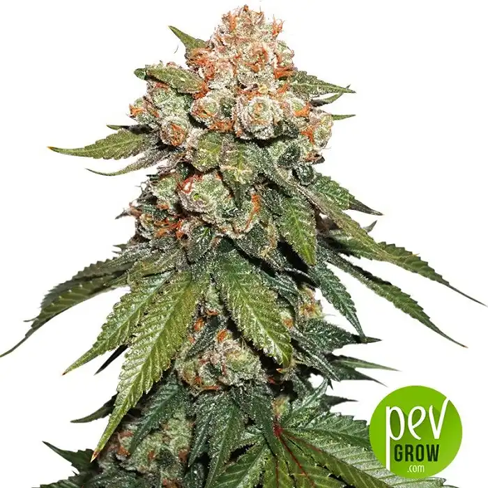 Maple Sherbet x Pre 89 Skunk - Seed Stockers