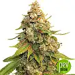 Golden Lemon Haze - Seed Stockers