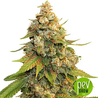 Golden Lemon Haze - Seed Stockers