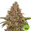 Blackberry Gum - Seed Stockers