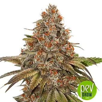 Blackberry Gum - Seed Stockers