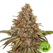 Blackberry Gum Auto - Seed Stockers