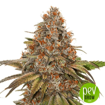 Blackberry Gum Auto