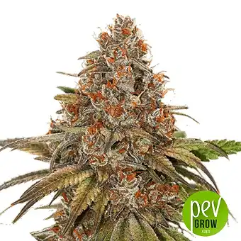 Blackberry Gum Auto - Seed Stockers
