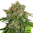 Amnesia - Seedstockers - Seed Stockers
