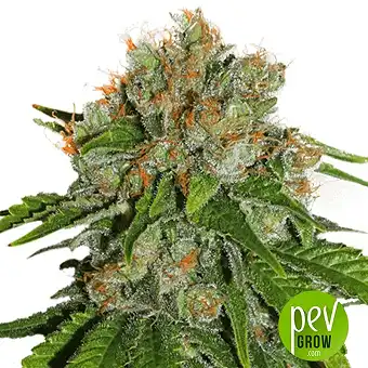 Amnesia - Seedstockers - Seed Stockers