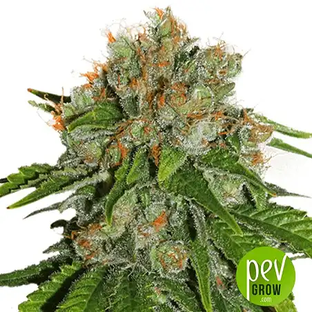 Amnesia - Seedstockers - Seed Stockers