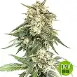 BCN Critical XXL - Seed Stockers