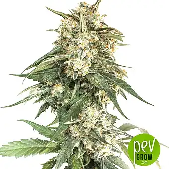 BCN Critical XXL - Seed Stockers