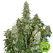 Big Bud Auto - Seed Stockers