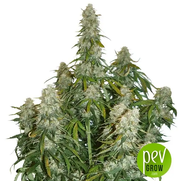 Big Bud Auto - Seed Stockers
