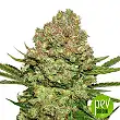 White Widow - Seed Stockers