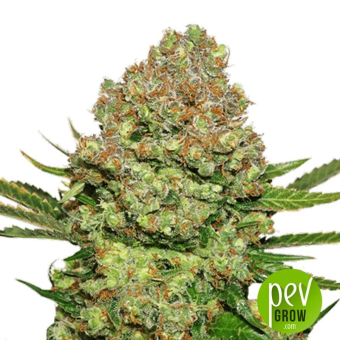 White Widow Seed Stockers