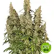 White Widow Auto - Seed Stockers