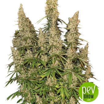 White Widow Auto Seed Stockers